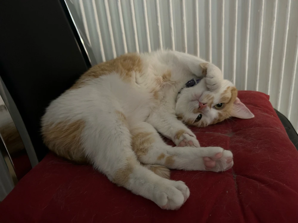 GIF uploaded by Octo