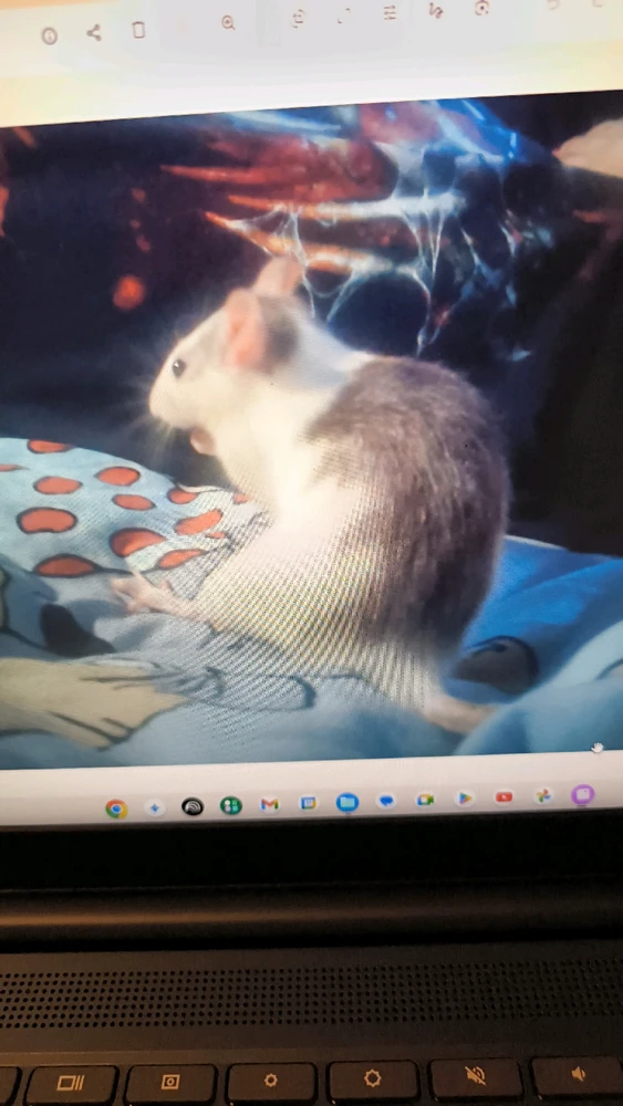 Bild hochgeladen von Luzi