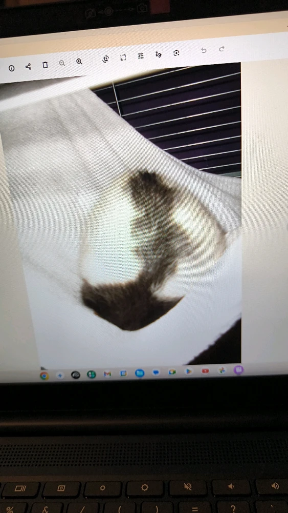 Bild hochgeladen von Luzi