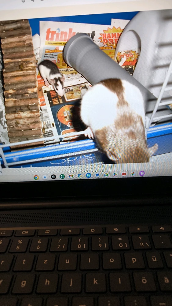 Bild hochgeladen von Luzi