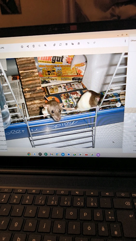 Bild hochgeladen von Luzi