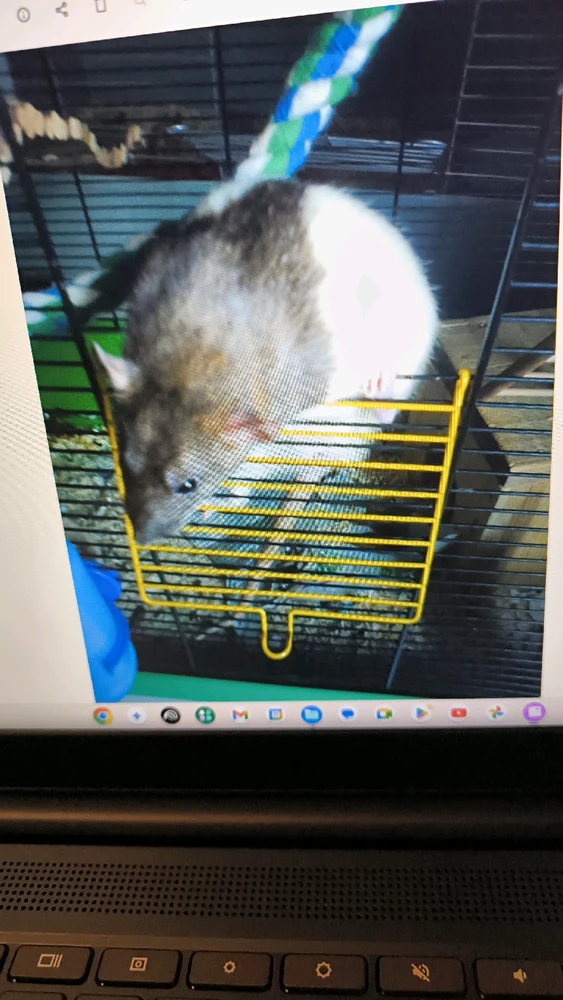 Bild hochgeladen von Luzi