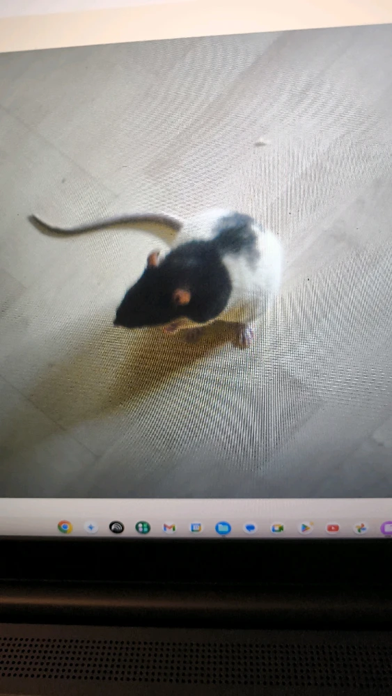 Bild hochgeladen von Luzi