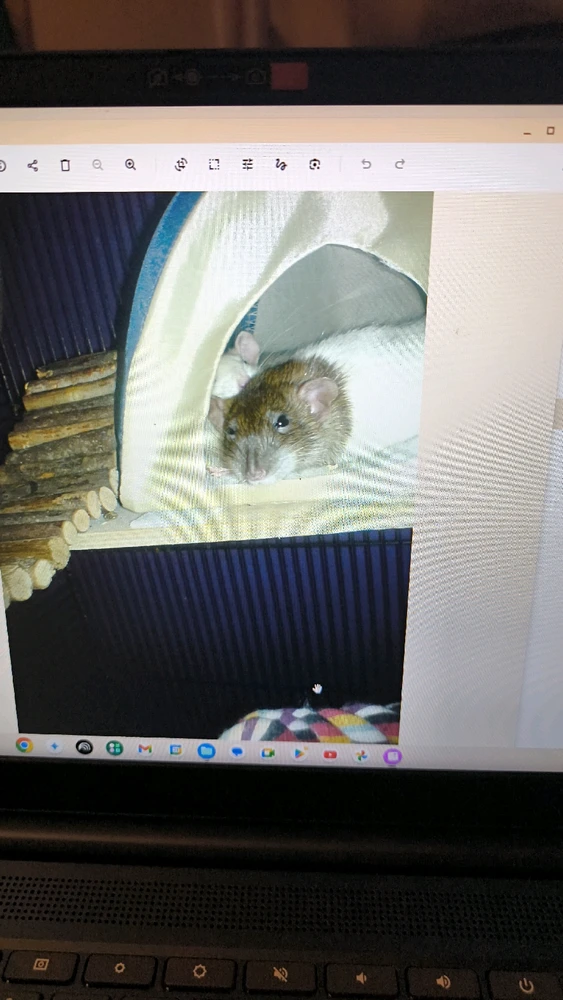 Bild hochgeladen von Luzi