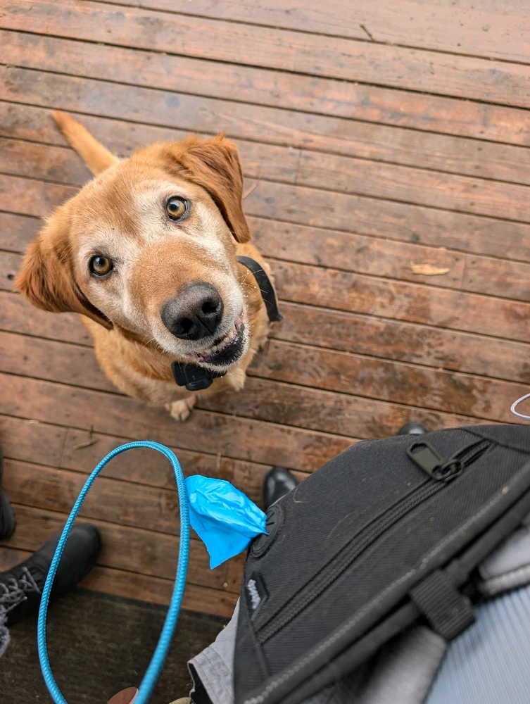 Image uploaded by Bug