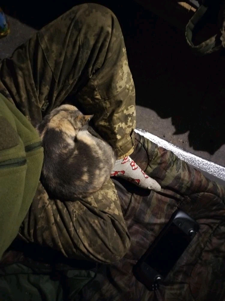 Гіфку завантажив Chief