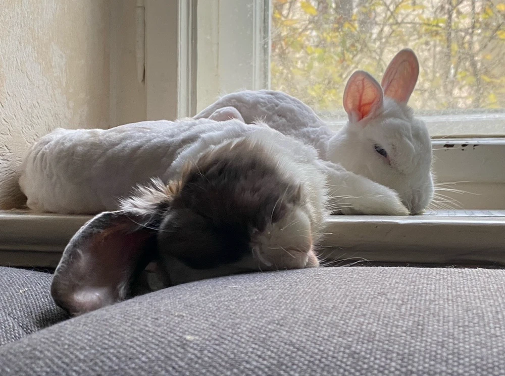 GIF hochgeladen von Tara