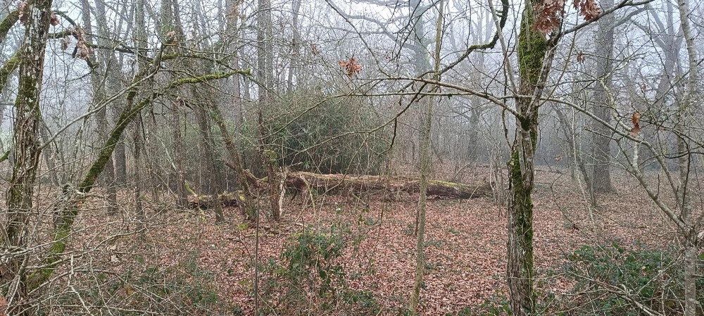 Image uploaded by Rudy