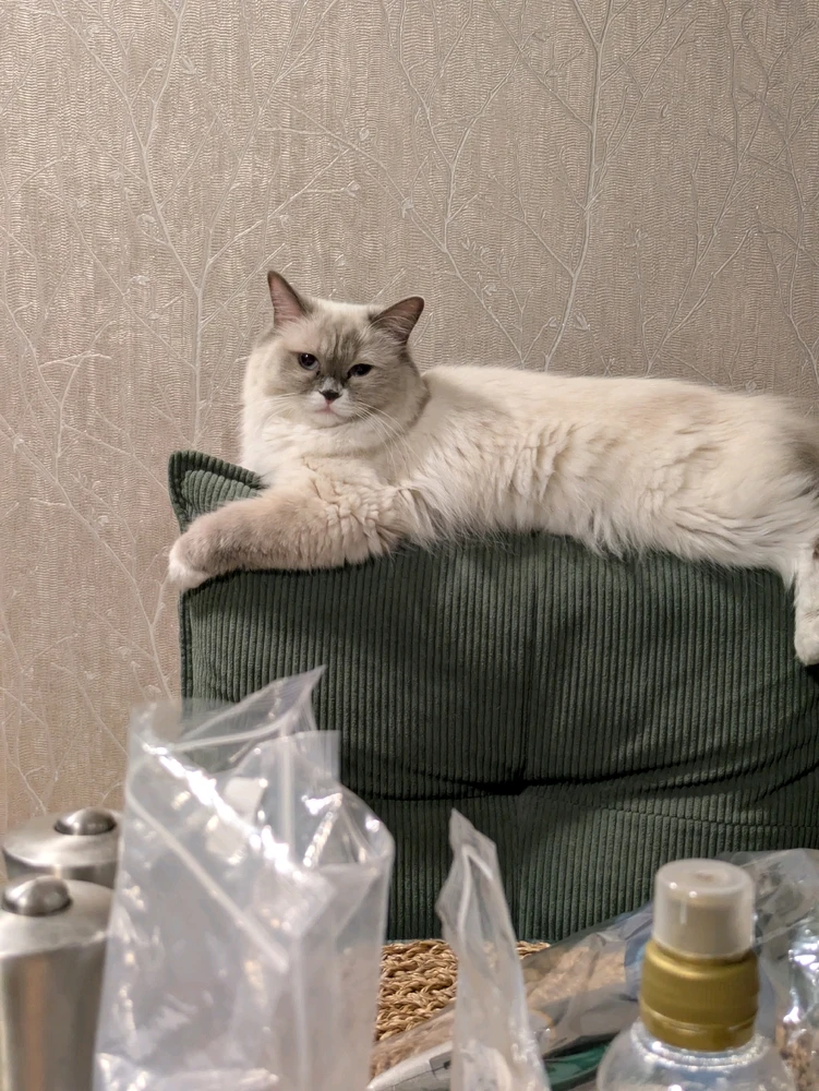 Image uploaded by Sarah