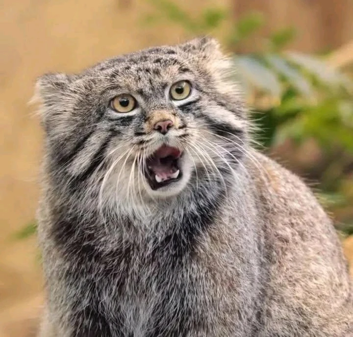 Зображення завантажив Ярися