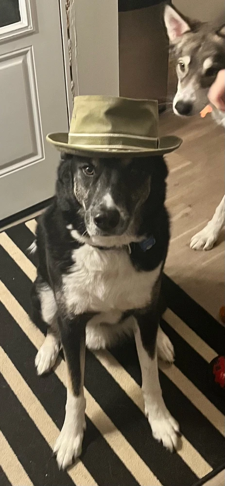 GIF uploaded by Brad