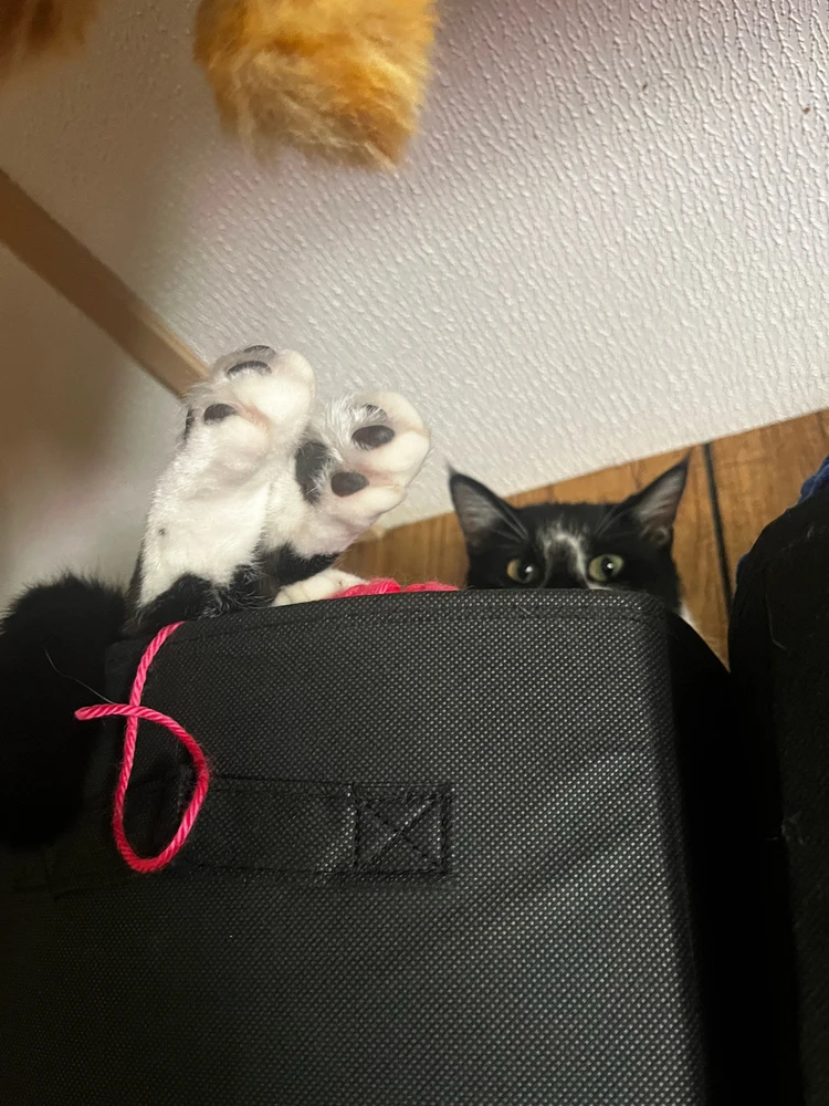 Image uploaded by Callie