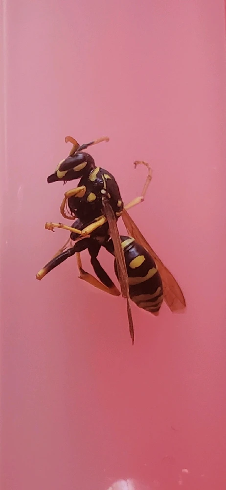 GIF subido por Belén