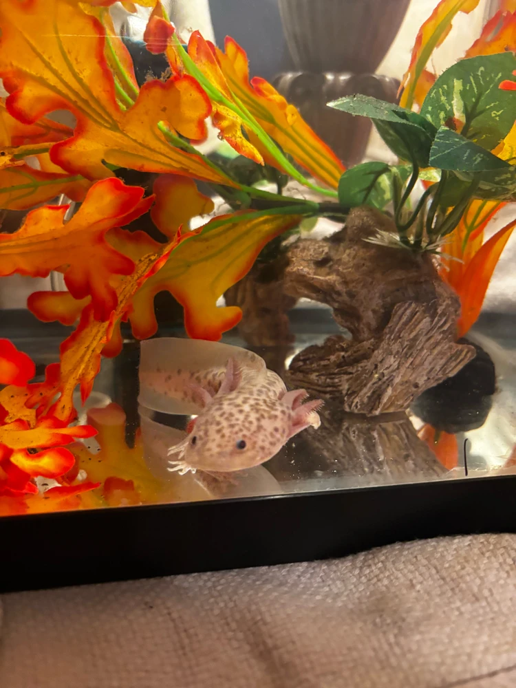 GIF uploaded by Kaleigh