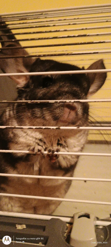 GIF încărcat de Panda