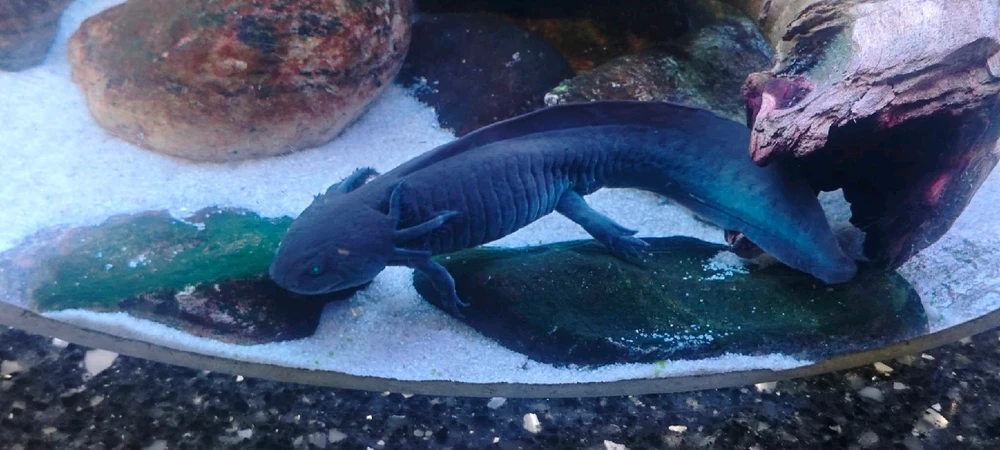 Imagen subida por Mane