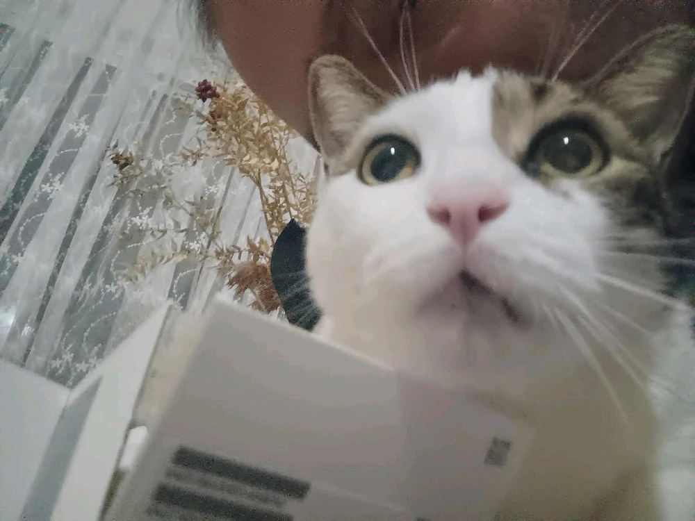 Kerim tarafından yüklenen GIF