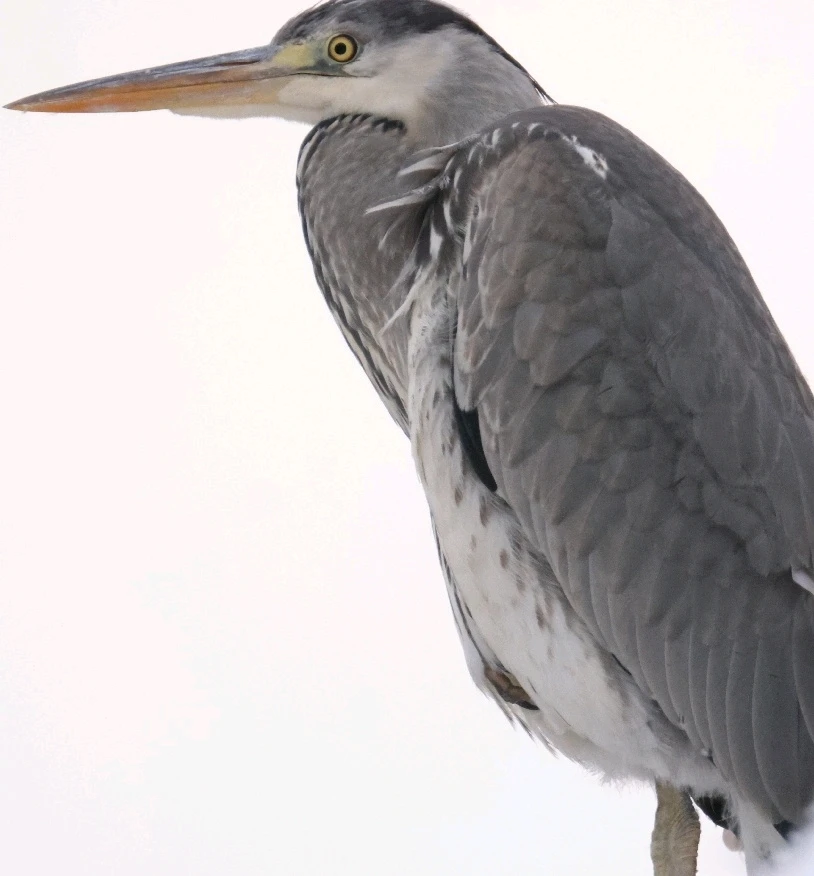 Bild hochgeladen von Jessi