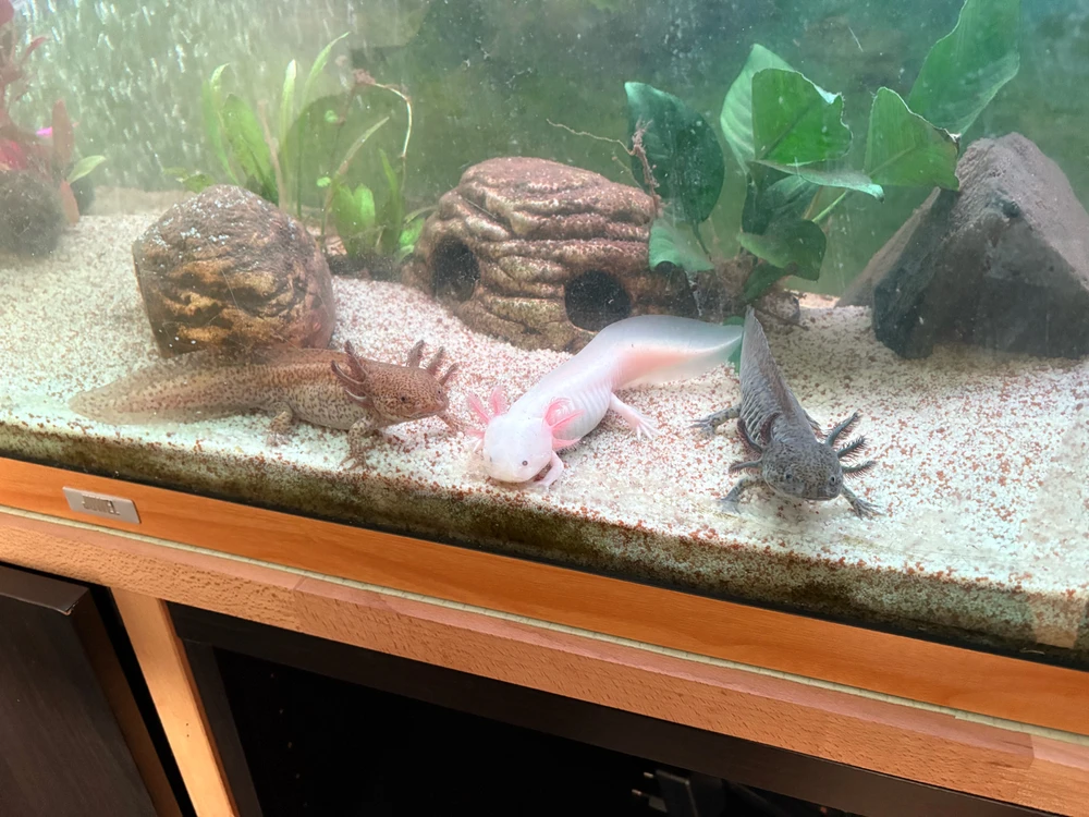 Bild hochgeladen von Timo