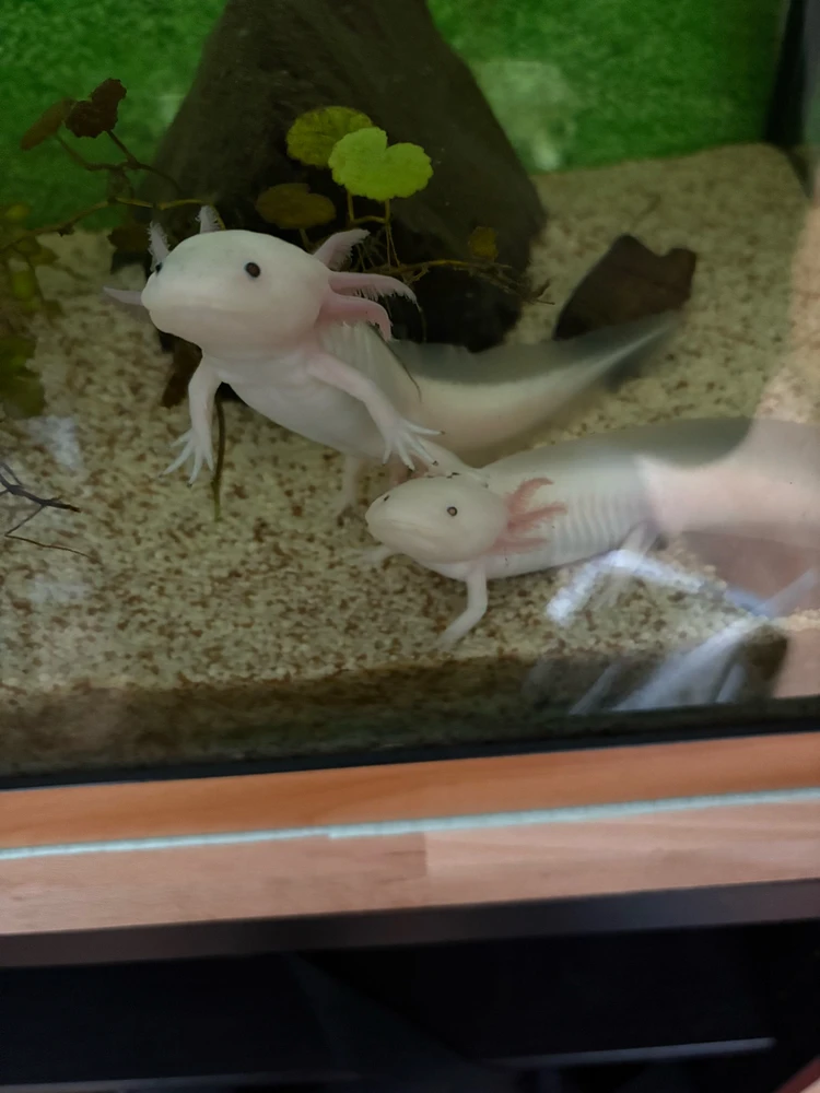 Bild hochgeladen von Timo