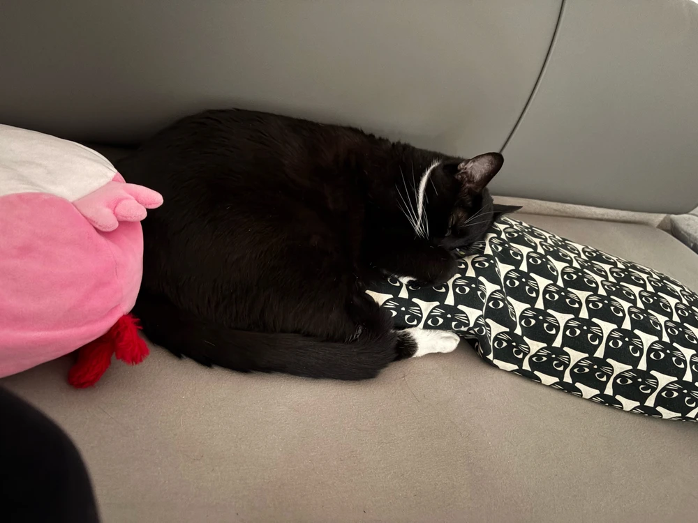 Bild hochgeladen von Timo