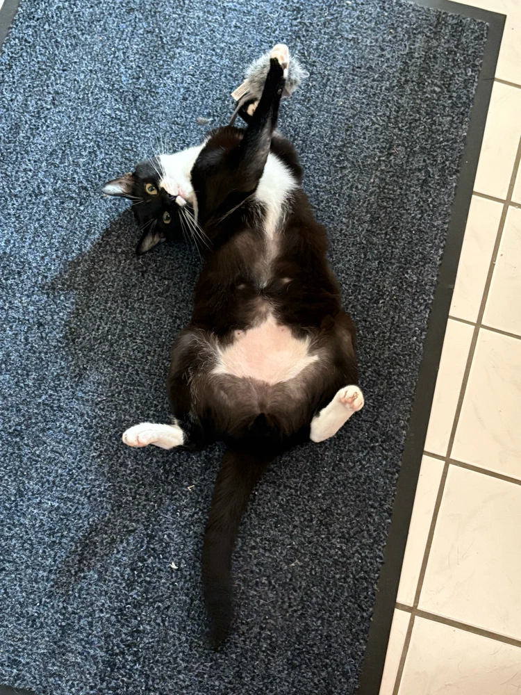 Bild hochgeladen von Timo