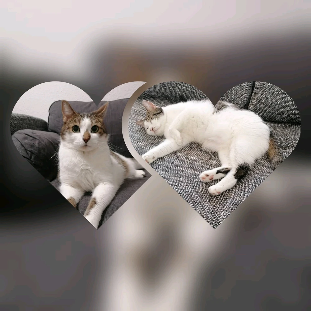 GIF hochgeladen von Tobias