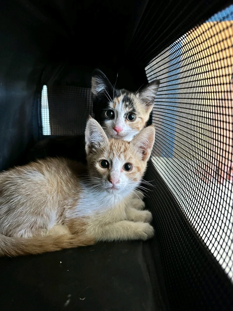 GIF subido por Kevin