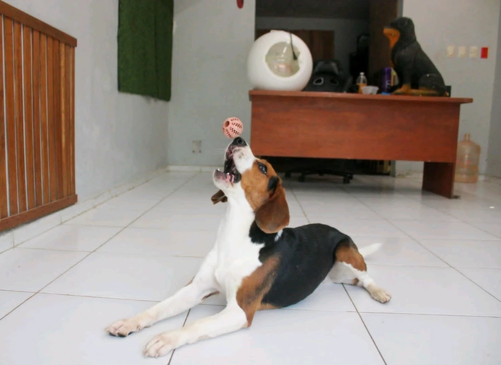 Simón un beagle al que le gusta disfrutar de su dia en la estética 