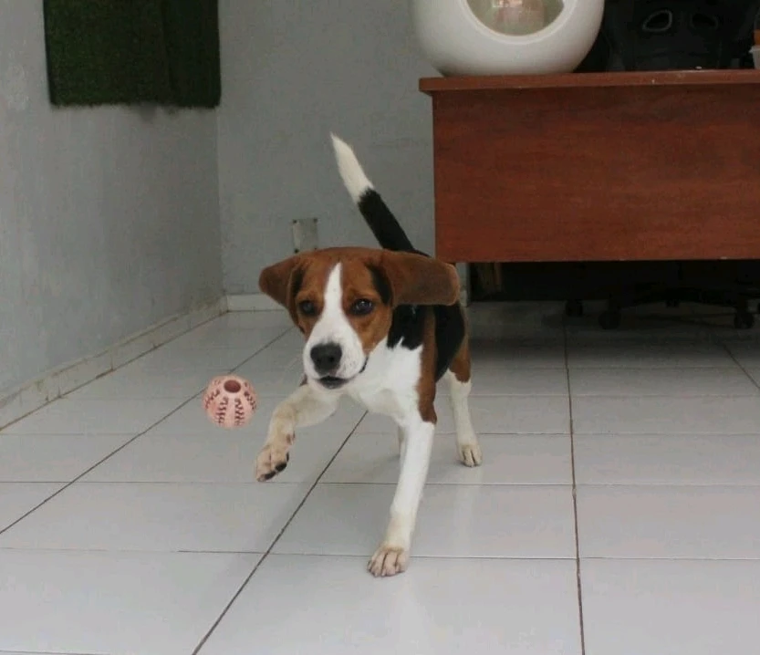 Imagen subida por Rodrigo