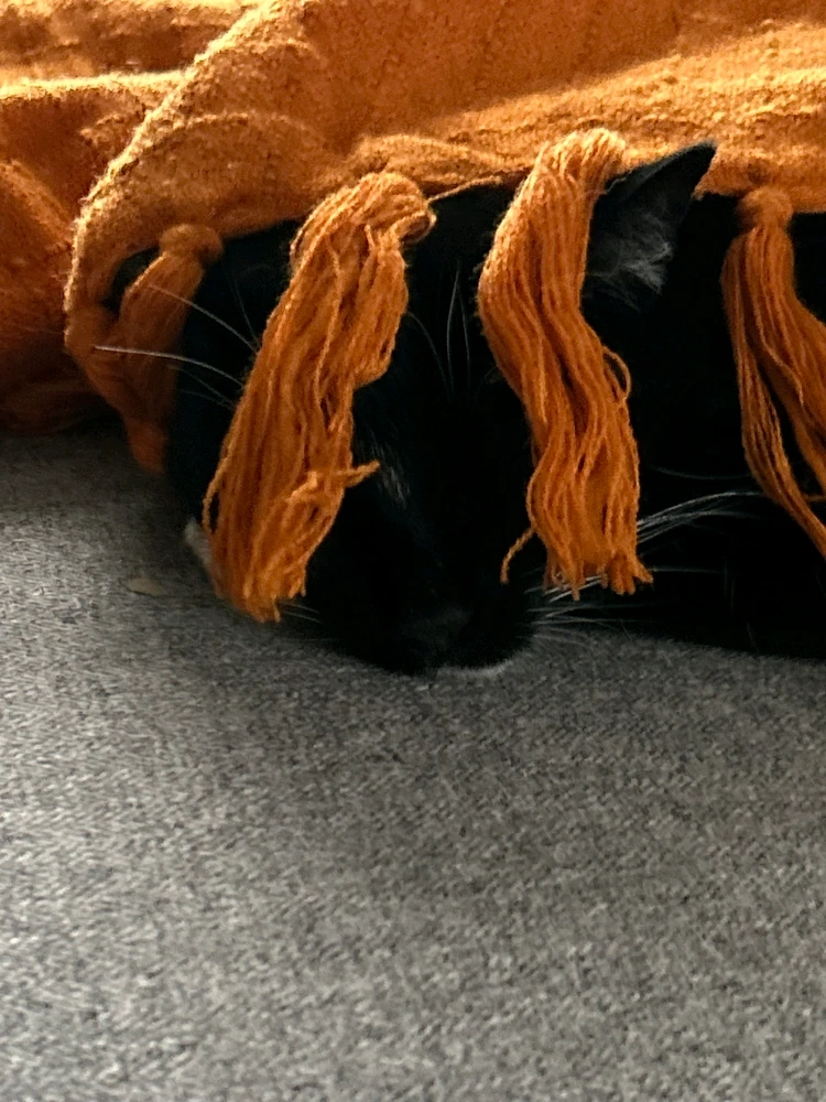 GIF uploaded by James