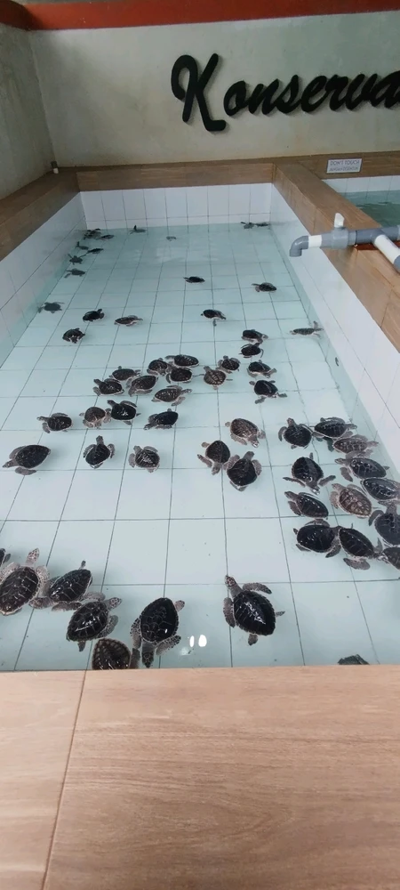 Image uploaded by Krismesy