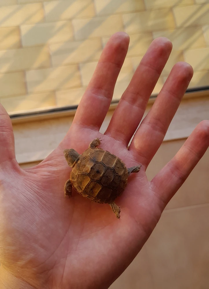 GIF caricata da Aurelio