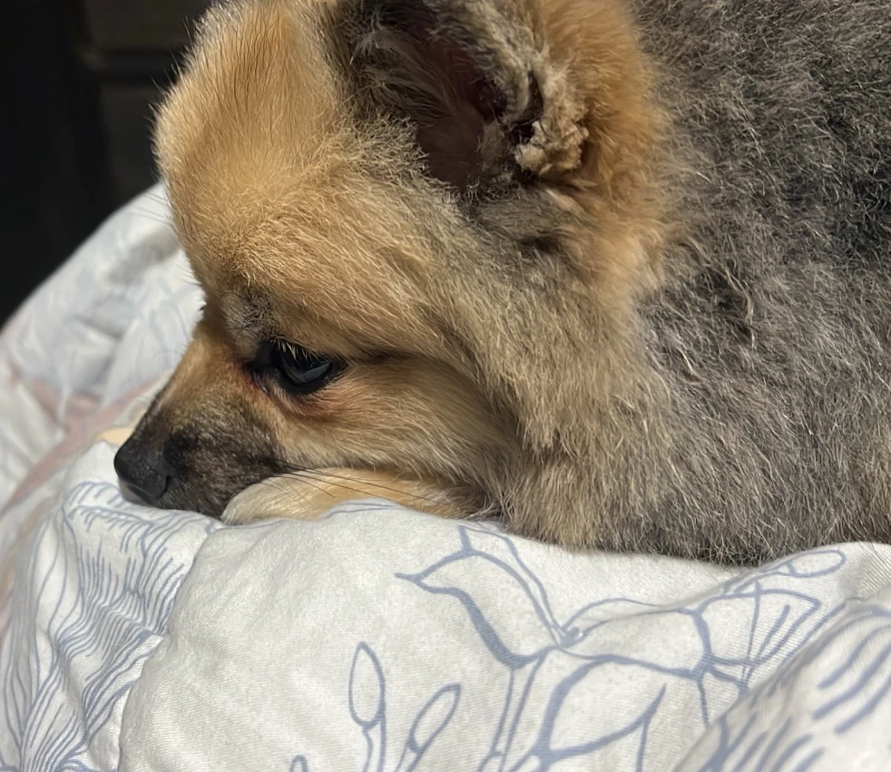 GIF uploaded by Verônica