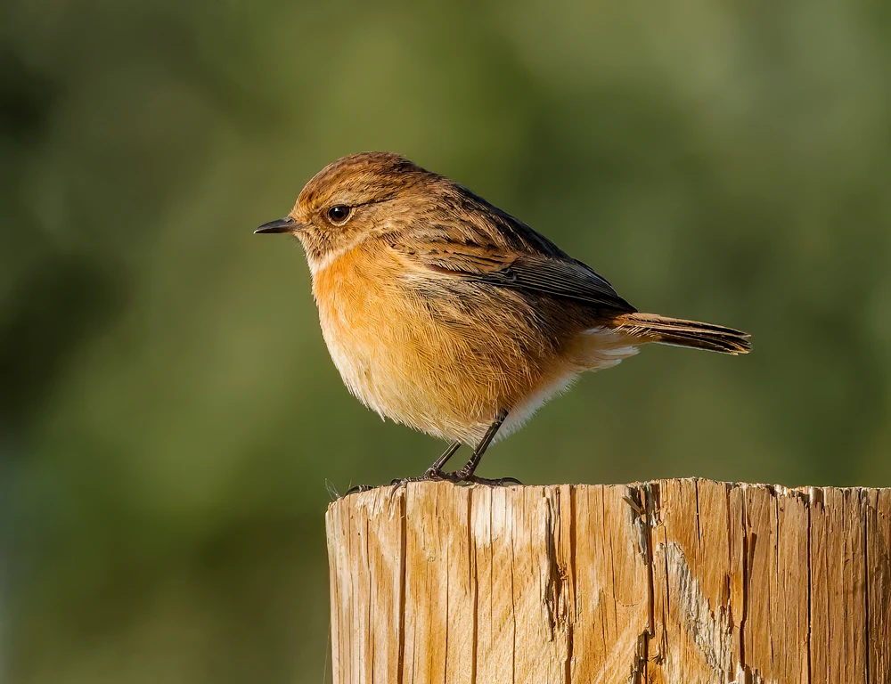 Image uploaded by Richard