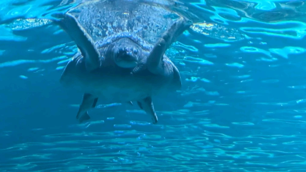 Image uploaded by ลฤ
fet