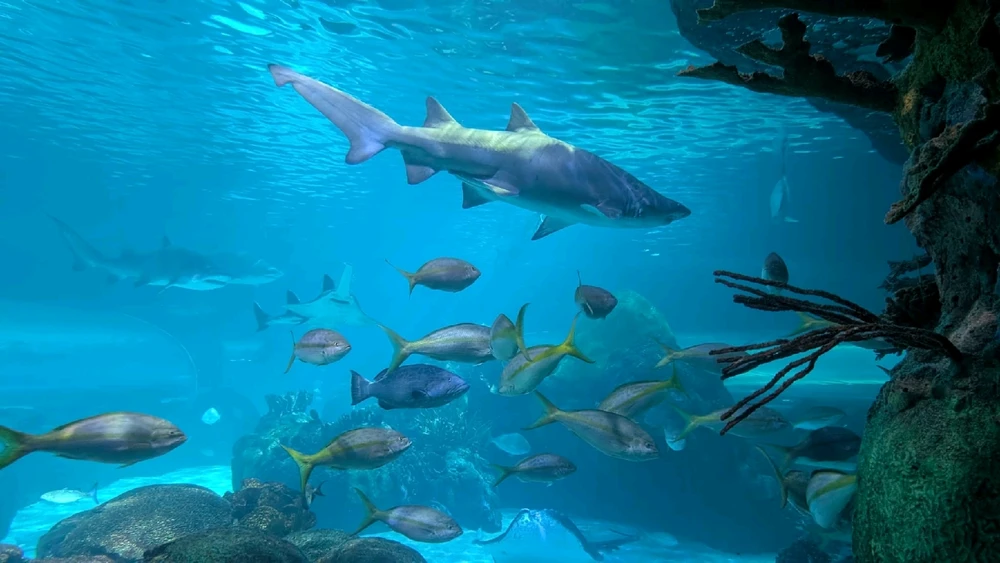 Image uploaded by ลฤ
fet