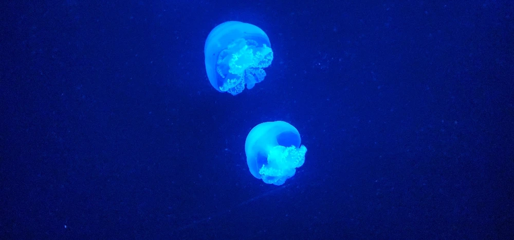 Image uploaded by ลฤ
fet