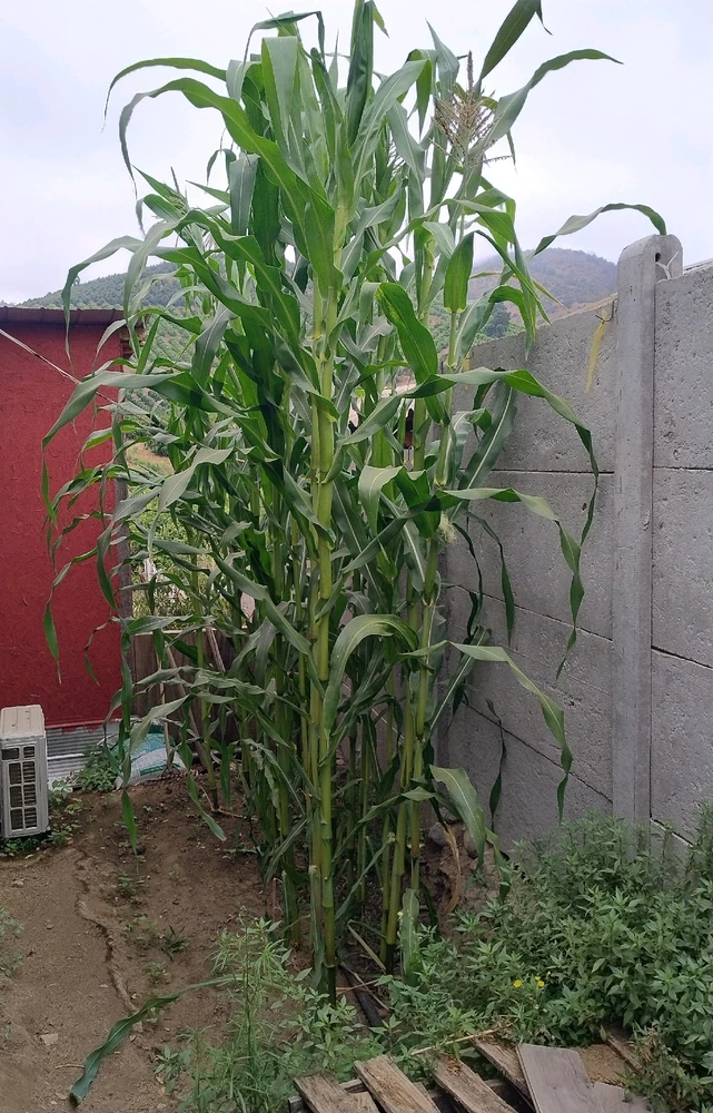 Imagen subida por Mario