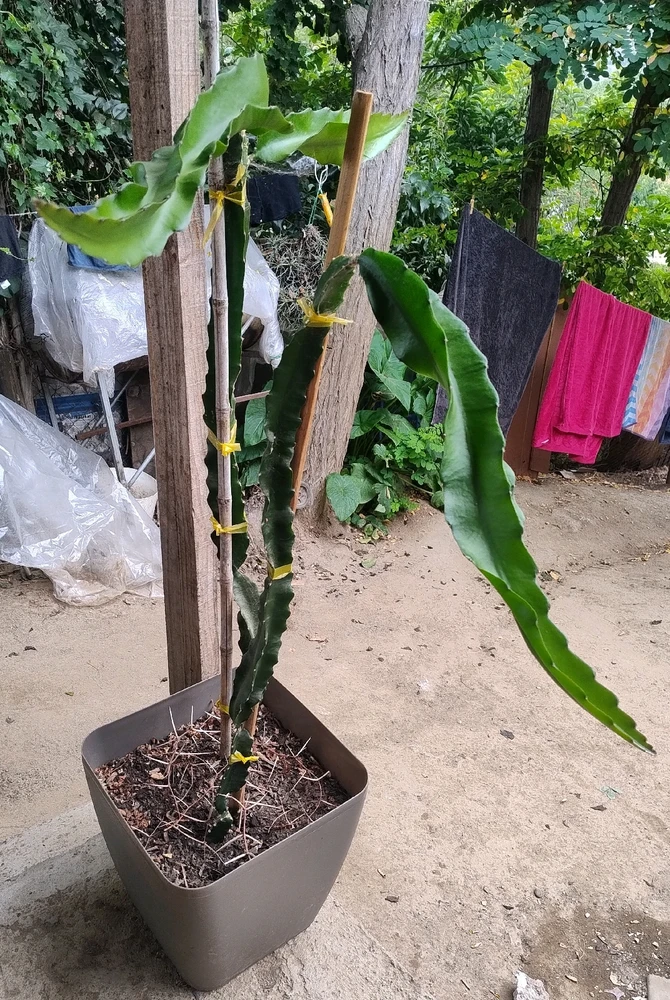 Imagen subida por Mario