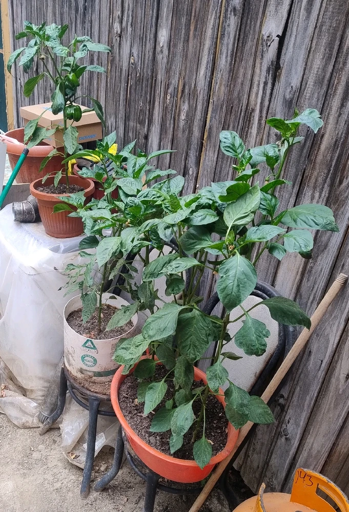 Imagen subida por Mario