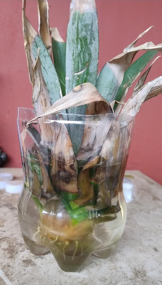 Imagen subida por Mario