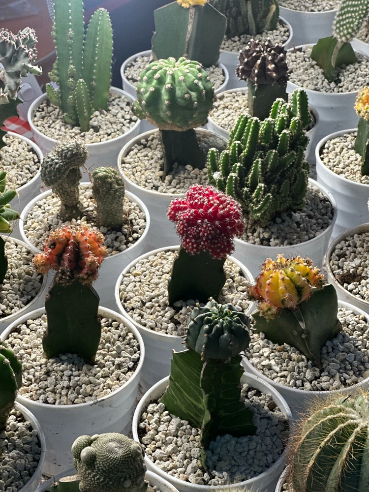 Gambar diunggah dening Dyah N