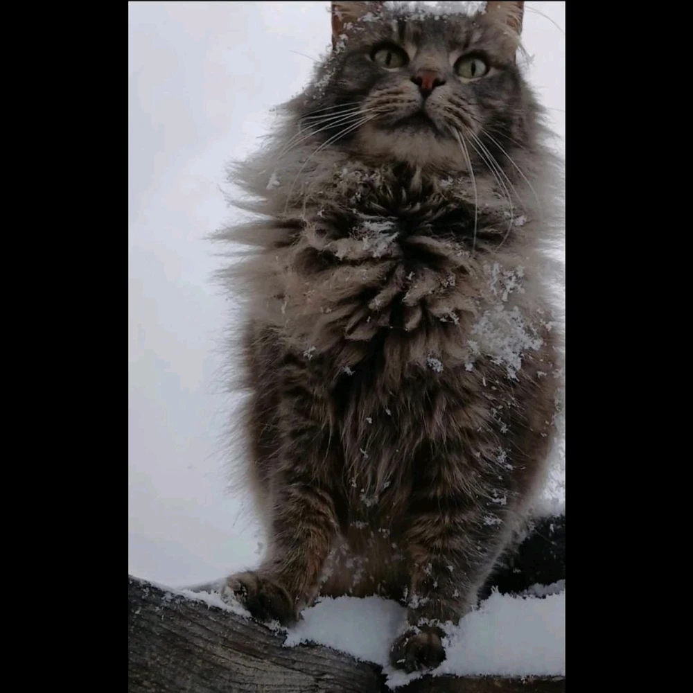 GIF uploaded by Howard Northrup