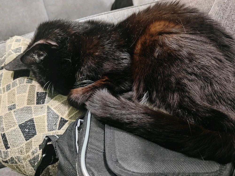 GIF subido por Valerie Kai