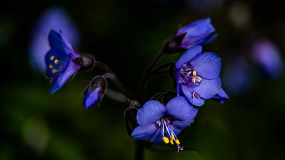 GIF diunggah dening Dmitry