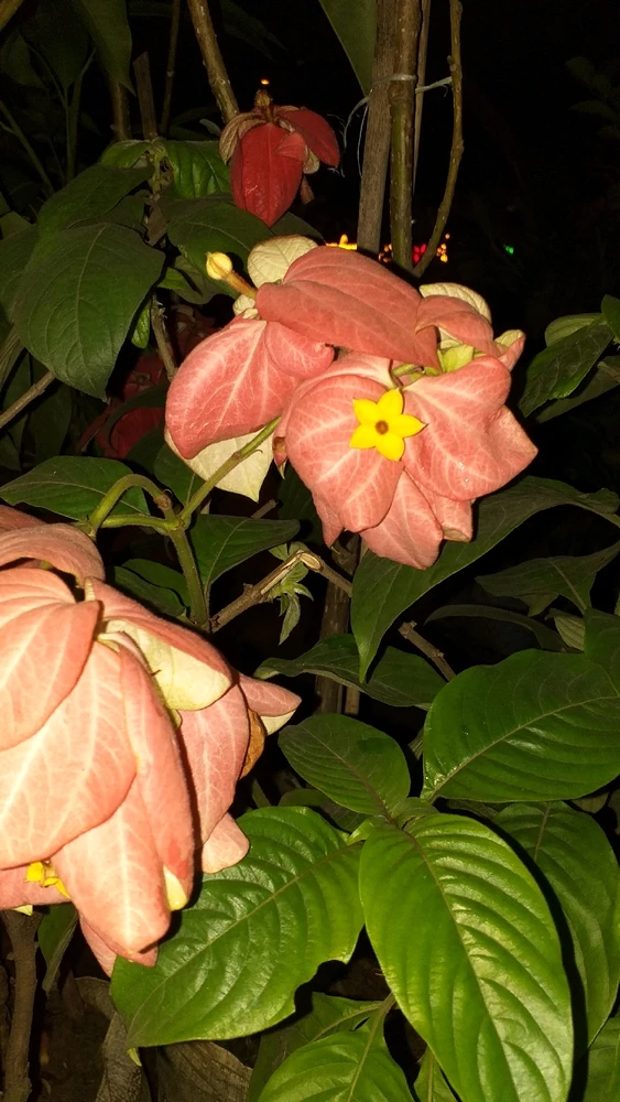 GIF diunggah dening Srideep