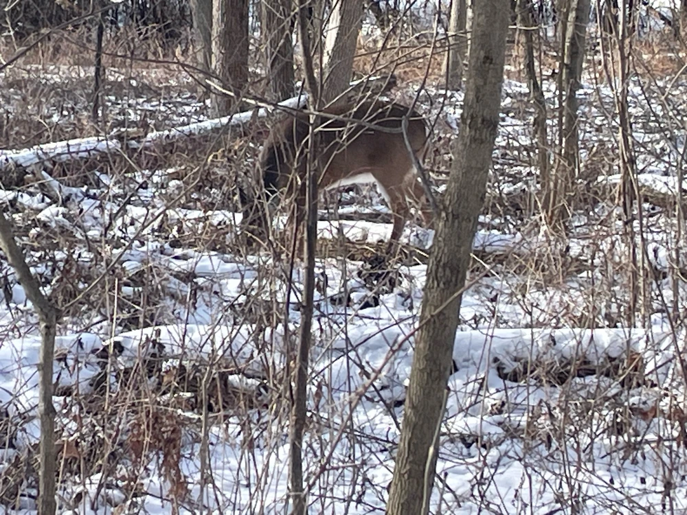 Image uploaded by Robbie