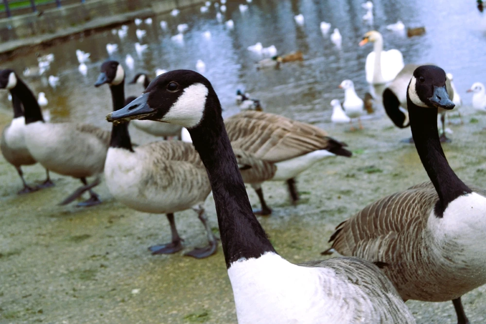 Image uploaded by Abbeygail (ace)