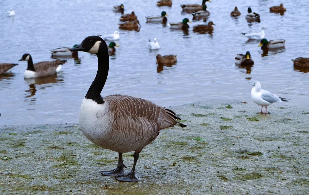 Image uploaded by Abbeygail (ace)